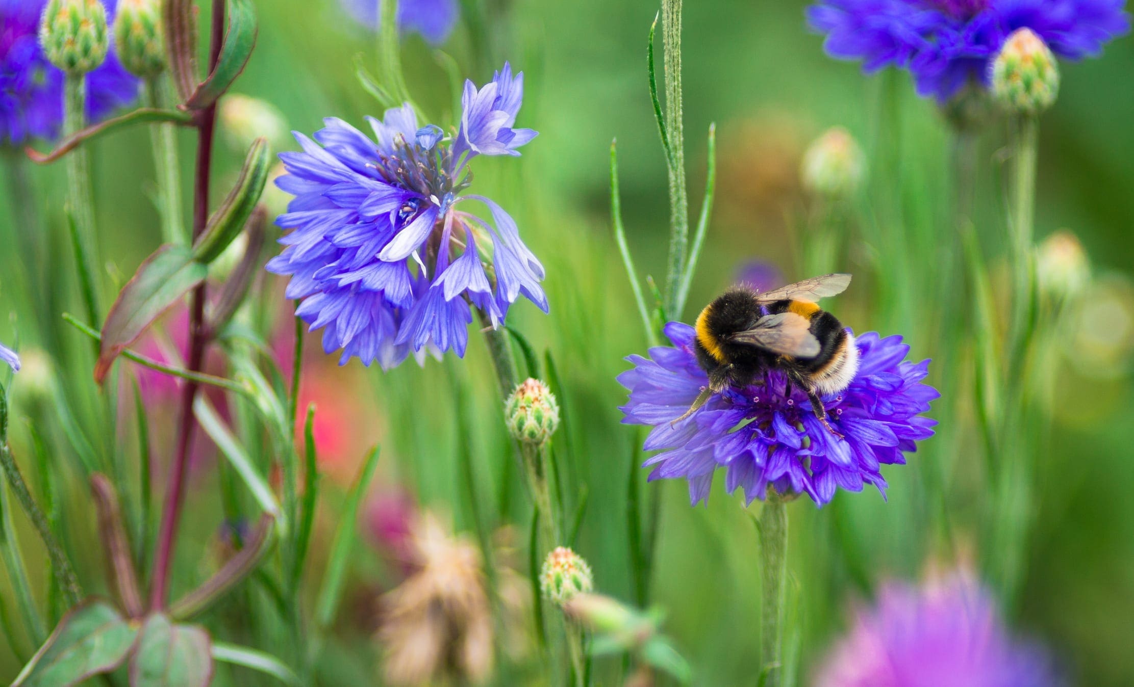 Elm The New Environmental Land Management Scheme Gsc Grays Estate Agents Chartered Surveyors Land Estate Agents